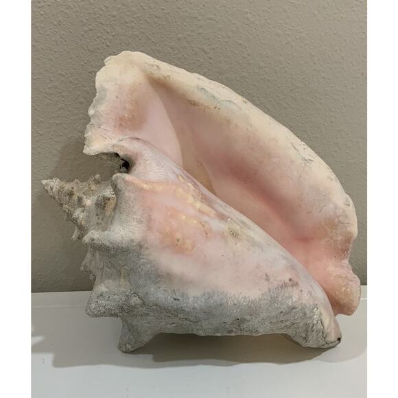 Vtg XLG Natural Conch Sea Shell Seashell Ocean Coastal 10” X 7 3/4” X 5 1/2” - Picture 1 of 7